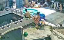 Trưa nắng không ngủ, chồng ngồi cho cá koi ăn bị vợ đạp ngã xuống hồ