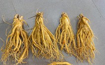 Sử dụng đúng cách, nhân sâm có thể hỗ trợ điều trị, kiểm soát tiểu đường
