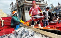 Từ 1-1-2026, 12 nhóm loài thủy sản đánh bắt bằng lưới rê, lưới kéo... không được xuất khẩu vào Mỹ