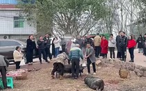 Cô gái lên mạng nhờ 'giữ heo' thịt ăn Tết, hơn 4.000 người đến góp vui
