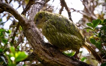 Vẹt kakapo quý hiếm bậc nhất thế giới của New Zealand bắt đầu sinh sản trở lại sau 4 năm