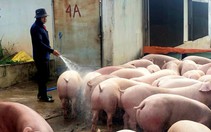 'Đau tim' với nuôi heo, gà: Người chăn nuôi trong thế khó