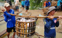 Giá cả đầu ngày: Giá cá tra, cá linh cùng giảm nhẹ, siêu thị tung khuyến mãi 20-10