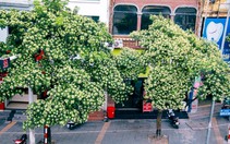 Hà Nội khẳng định chưa thực hiện đánh chuyển, tỉa bớt cây hoa sữa ra khỏi khu dân cư