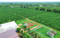 Những hạt Robusta 'không tên'