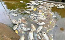 Đắk Lắk yêu cầu điều tra dấu hiệu xả thải, làm rõ vụ cá chết
