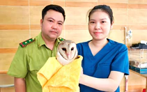 Kiểm lâm TP.HCM đã tiếp nhận con cú lợn bị cắt lông cánh, không thể bay