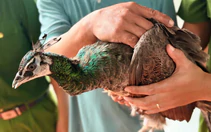Phát hiện nhiều vụ mua bán trái phép động vật hoang dã, công an ra khuyến cáo