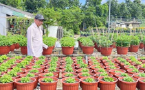 Giá cả đầu ngày: Nhà vườn miền Tây vào vụ hoa Tết, vẹm xanh New Zealand, ốc hương Myanmar... vào mâm cơm Việt