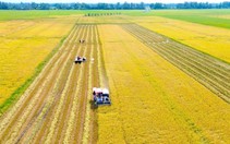 Chuyên gia hiến kế giải bài toán lúa phát thải thấp ở ĐBSCL