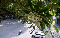 Hà Nội muốn mỗi phố một loài cây, chuyên gia khuyên trồng đan xen