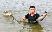 Kiểm lâm Thanh Hóa xử lý nạn đặt bẫy, giăng lưới bắt chim trời, giải cứu cả ngàn cá thể