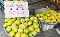 Giá cả đầu ngày: Xoài cát Hòa Lộc giá 'dễ thở', còn 40.000 đồng/kg, cam xoàn đắt gấp 3 lần cam sành