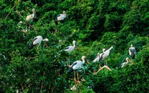 Về Ninh Bình ngắm cò, hạc, le le… bay rợp trời ở Thung Nham