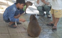 Cuộc thi Lan tỏa năng lượng tích cực 2026: Capybara Đà Lạt 'đốn tim' du khách miền Tây