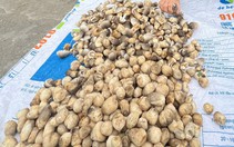 Giá cả đầu ngày: Nấm rơm hữu cơ lên 160.000 đồng/kg, cá chạch lấu 250.000 đồng/kg