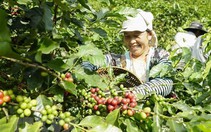 Nâng tầm Robusta Việt: Sản lượng lớn nhưng vì sao vẫn bị hiểu là cà phê 'làm nền'?