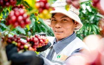 Nâng tầm Robusta Việt: Giữ lại giá trị bằng thương hiệu riêng