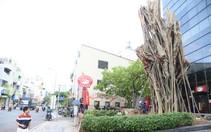 Trồng lại cây bồ đề ngã ra đường Đinh Tiên Hoàng ngay vị trí cũ