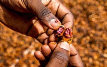 Từ xuất khẩu thô đến Fine Robusta: Cuộc đổi ngôi của Bờ Biển Ngà
