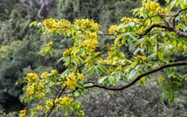 Lạc giữa rừng mai vàng cổ thụ trăm tuổi ở đại ngàn Quảng Trị