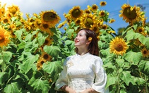 Vườn hướng dương dưới chân núi Ngũ Hành Sơn nở rộ, hút khách tham quan