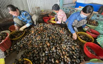 Con ốc bươu vàng, từ ruộng đến bàn ăn