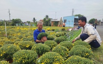 Người dân Vĩnh Long ùn ùn đổ xô đi xin giấy xác nhận nguồn gốc hoa, cây kiểng