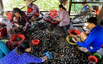 Ốc bươu vàng có nhiều ký sinh trùng, phải chế biến kỹ mới an toàn