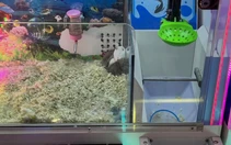 Bỏ chuột hamster sống vào máy gắp thú để câu khách, cửa hàng Trung Quốc bị phản ứng dữ dội