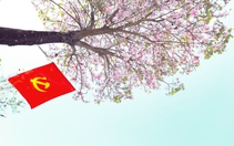 Hoa ban tím nở rộ ở A Lưới, 'kéo' Tây Bắc về xứ Huế