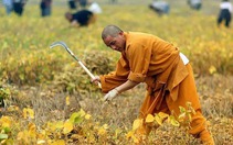 Các nhà sư Thiếu Lâm Tự làm nông