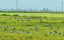 Xuất hiện đàn chim trời với hàng trăm con trên cánh đồng ở Hà Tĩnh