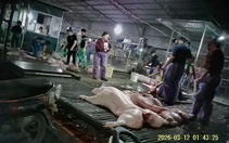 Chưa chứng minh được sự câu kết giữa Cường Phát và đơn vị nhập thịt heo đưa vào trường học