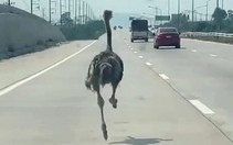 Đà điểu sổng chuồng, chạy trên đường cao tốc Thái Lan