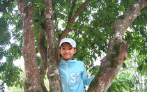Những kỷ vật thân thương còn lại - Kỳ 9: Cây khế của cha tôi