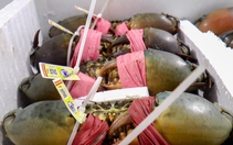 Cua biển Cà Mau tăng hơn 100.000 đồng/kg, chạm mốc 700.000 đồng/kg