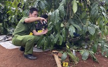 Thu hồi đất doanh nghiệp cà phê 'khoán trắng', 'khoán gọn'