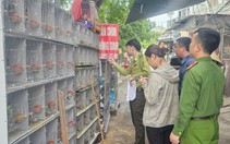 Xử lý 3 cửa hàng nuôi nhốt gần 1.000 cá thể chim hoang dã
