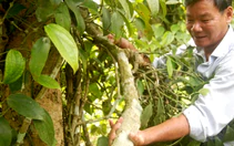 Tiêu Tiên Phước có chỉ dẫn địa lý