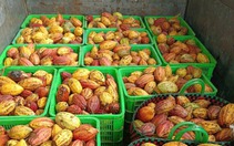Tái sinh vỏ ca cao