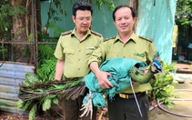 Người dân ở TP.HCM liên tiếp giao nộp chim công quý hiếm cho kiểm lâm