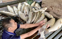 Vụ cá nuôi lồng chết trên sông Lam: Sở vào cuộc, chỉ đạo tìm nguyên nhân