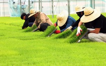Hàn Quốc miễn bảo hiểm chăm sóc dài hạn cho lao động thời vụ nước ngoài