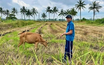 Tuổi trẻ quân đội tặng con giống, trao sinh kế cho dân vùng lũ