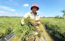 Đồng 'lá thơm' ở Đà Nẵng mùa thu hoạch, từ đầu làng cuối xóm ngát hương