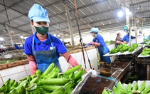 Hàng Việt trong chuỗi ASEAN: Nhiều cơ hội và sức ép cạnh tranh từ thị trường gần