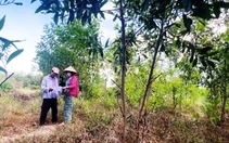 Thu hồi dự án FLC nhưng 'quên' hủy quyết định thu hồi đất