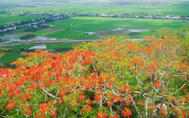 Về viếng Bà Chúa Xứ núi Sam, ngắm hoa phượng nở rực đỏ ngày hè