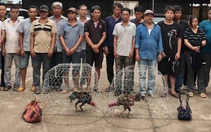 Bắt quả tang 31 người chơi đá gà ăn tiền